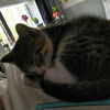 adoptable Cat in , AR named Marnie