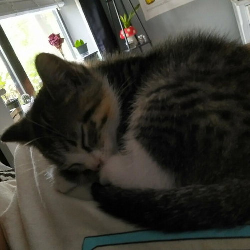 picture of the cat needing adoption
