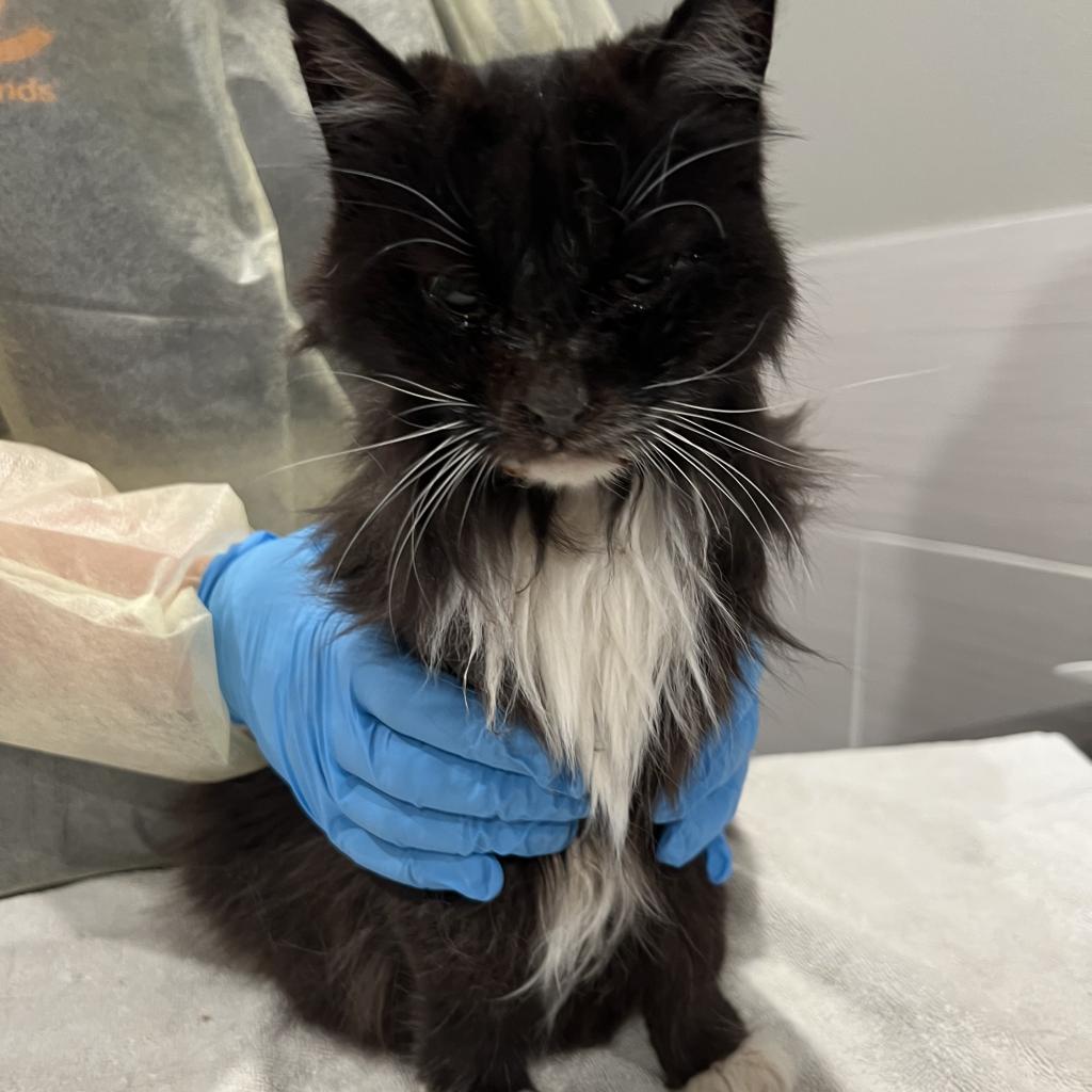 Cats for Adoption in Green Forest, Arkansas Alpha Paw