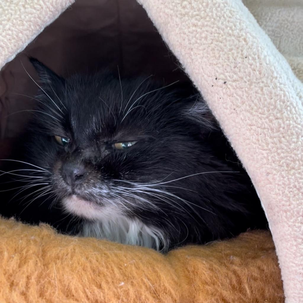 Cats for Adoption in Green Forest, Arkansas Alpha Paw