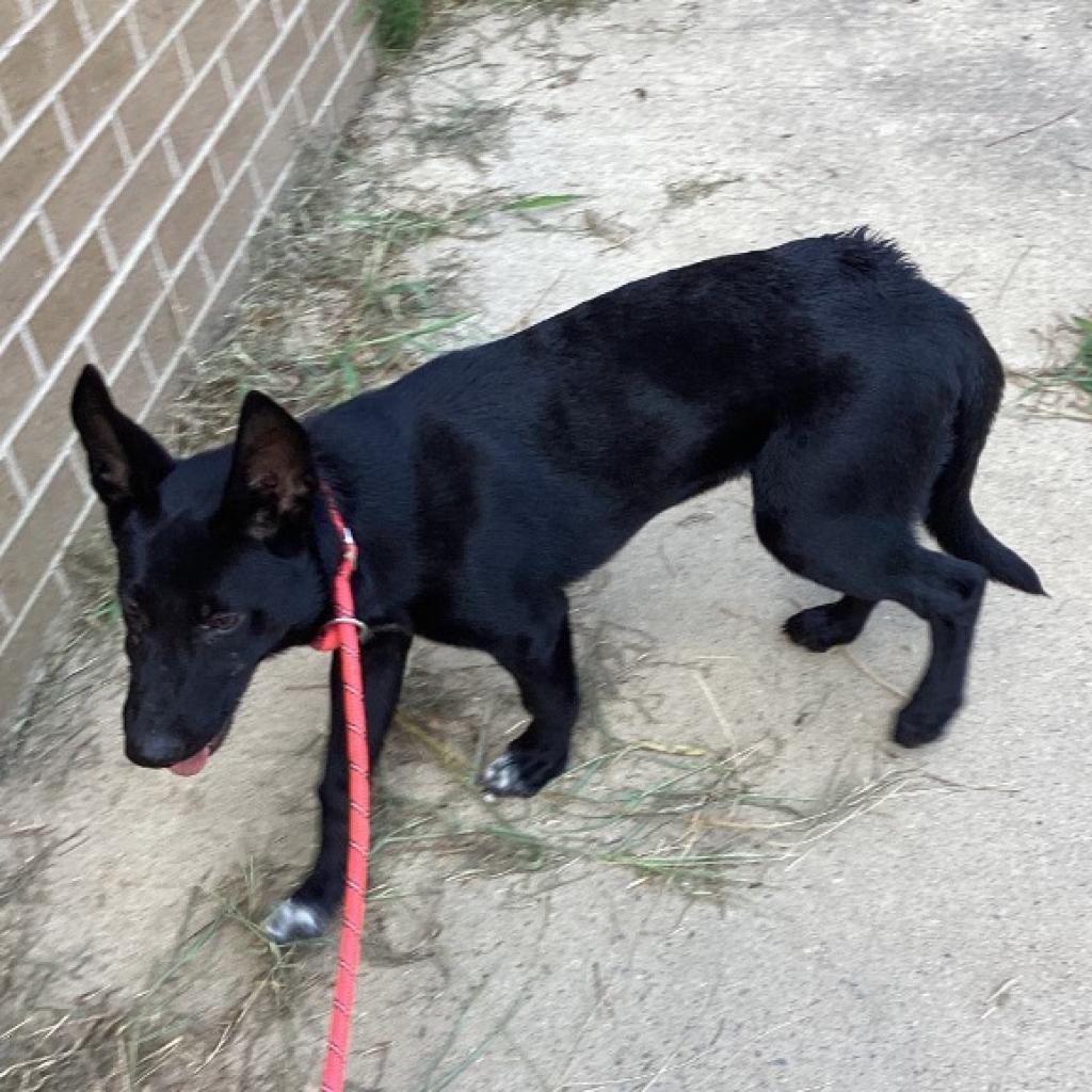 Dog for Adoption Mercedes, a Terrier in Bella Vista, AR Alpha Paw