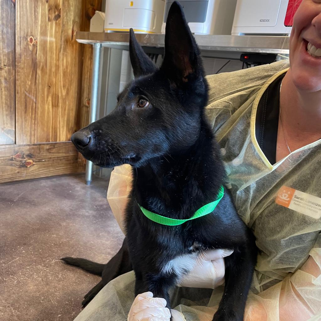 Dog for Adoption Mercedes, a Terrier in Bella Vista, AR Alpha Paw