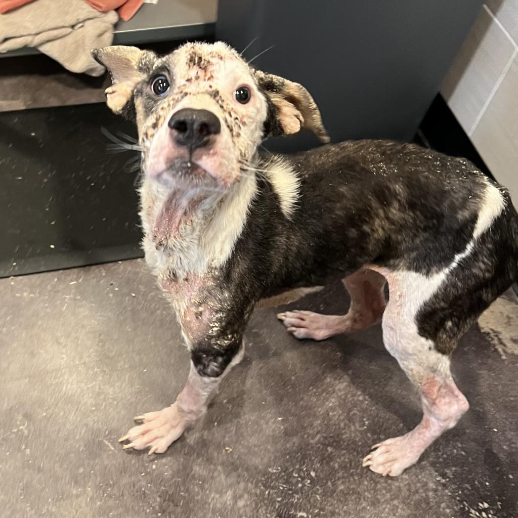 adoptable Dog in Bentonville, AR named Maggie