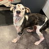 adoptable Dog in  named Maggie