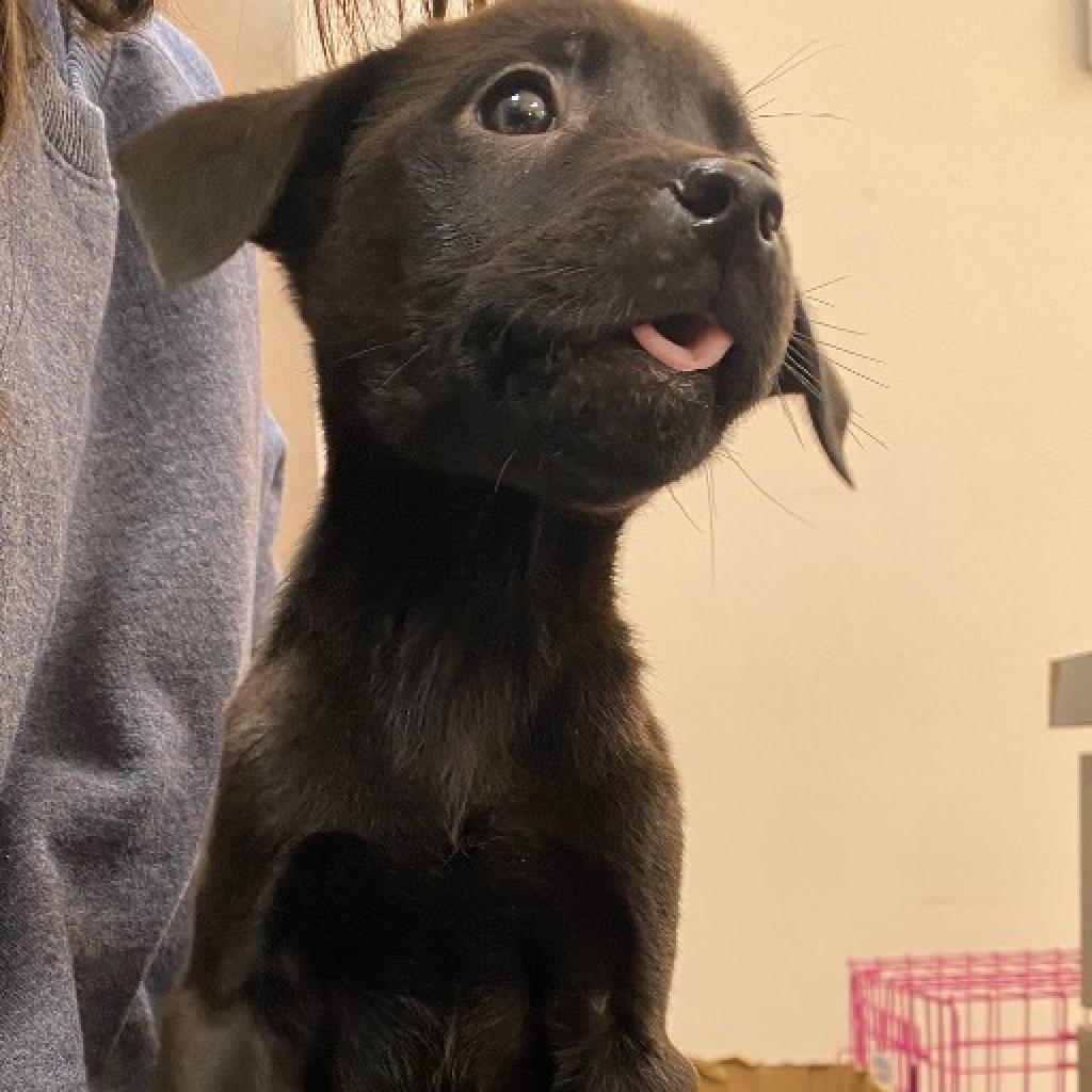 Dog for Adoption Athena, a Terrier in Siloam Springs, AR Alpha Paw