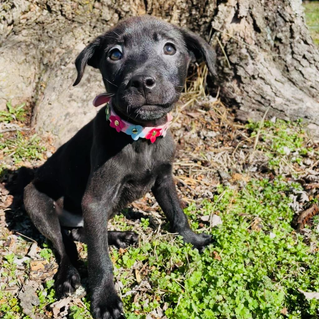 Dog for Adoption Athena, a Terrier in Siloam Springs, AR Alpha Paw