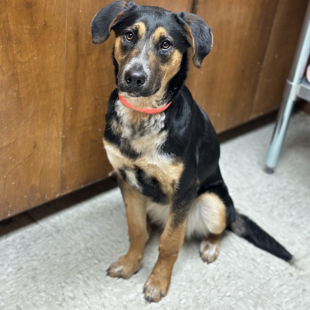 Dog for Adoption - Raelynn, a Terrier in Springdale, AR | Alpha Paw