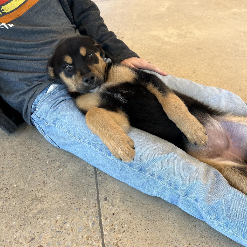 Dog for Adoption Daisy, a Shepherd in Siloam Springs, AR Alpha Paw