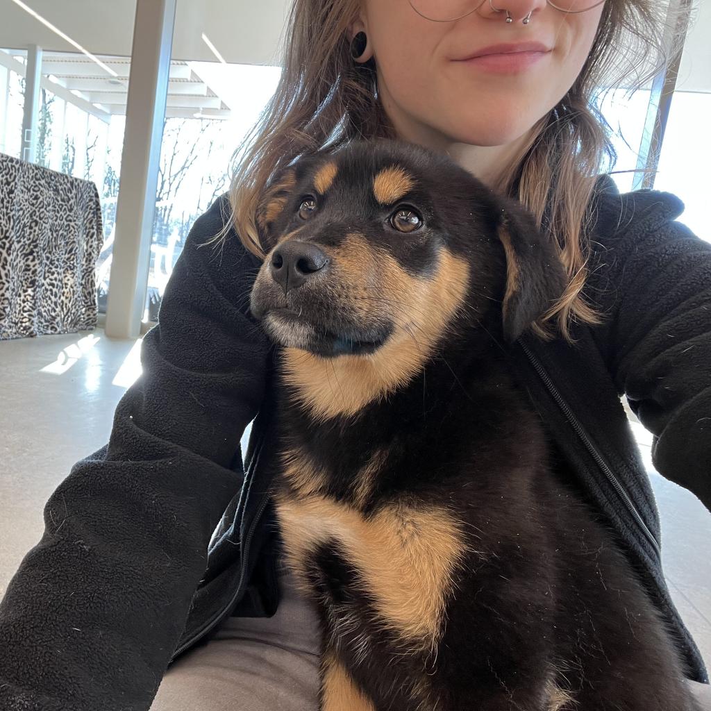 Dog for Adoption Daisy, a Shepherd in Siloam Springs, AR Alpha Paw