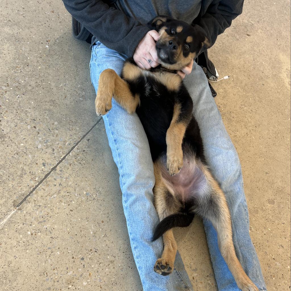 Dog for Adoption Daisy, a Shepherd in Siloam Springs, AR Alpha Paw