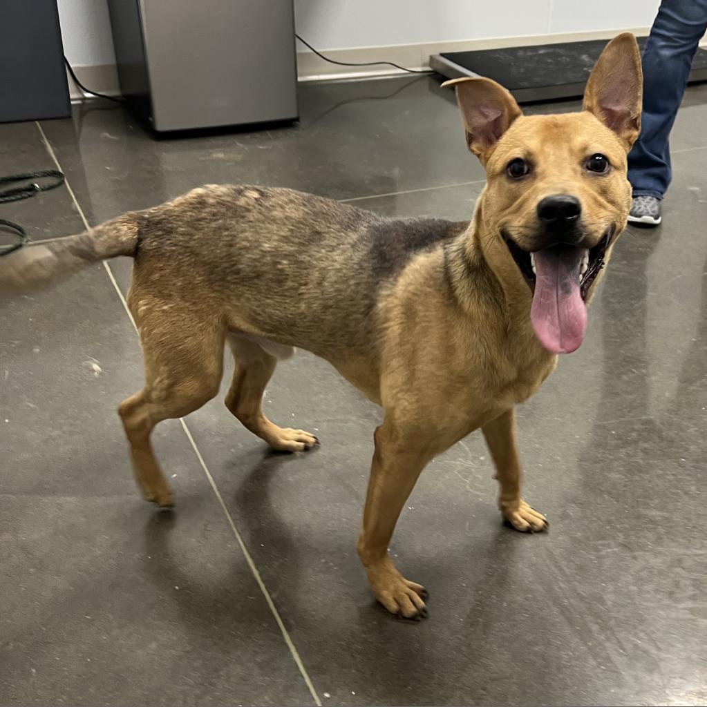 Dog for Adoption Dorito, a Shepherd in Mcdonald County, MO Alpha Paw