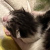 adoptable Cat in , AR named Glinda