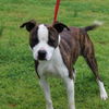 adoptable Dog in  named Tater