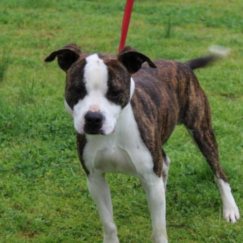 picture of the dog needing adoption
