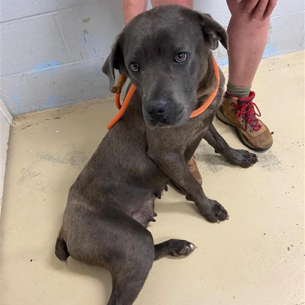 Dog for Adoption Jewel, a Shepherd in Benton County, AR Alpha Paw