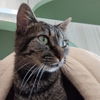 adoptable Cat in , AR named Amorilla