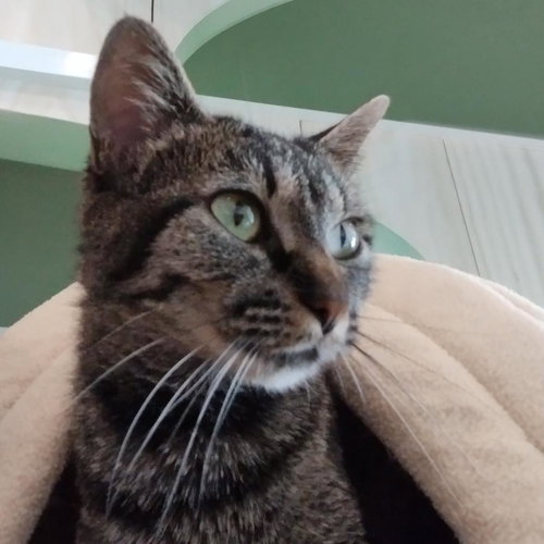 picture of the cat needing adoption