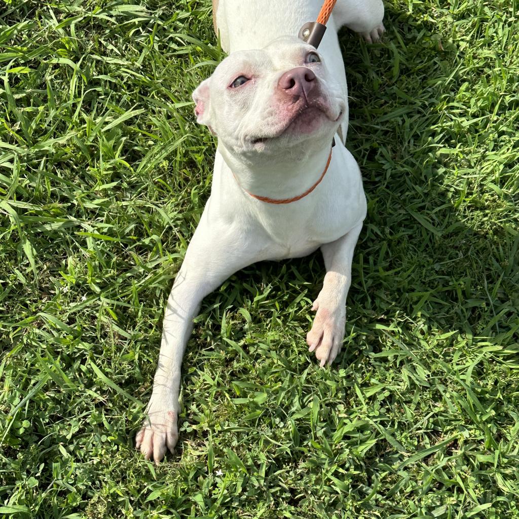 adoptable Dog in Bentonville, AR named Annie