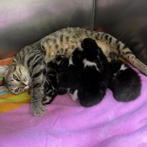 picture of the cat needing adoption