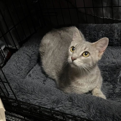 picture of the cat needing adoption