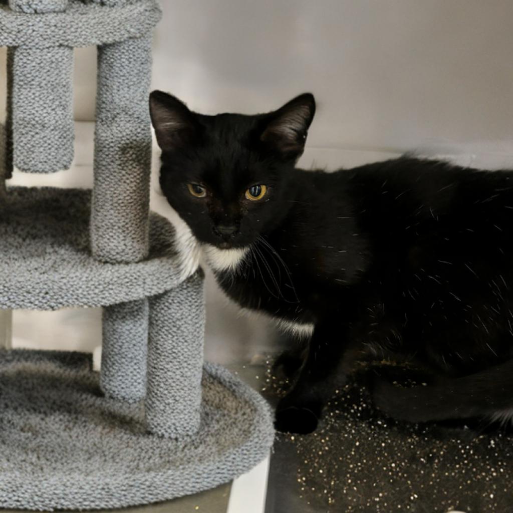Bo - Domestic Short Hair