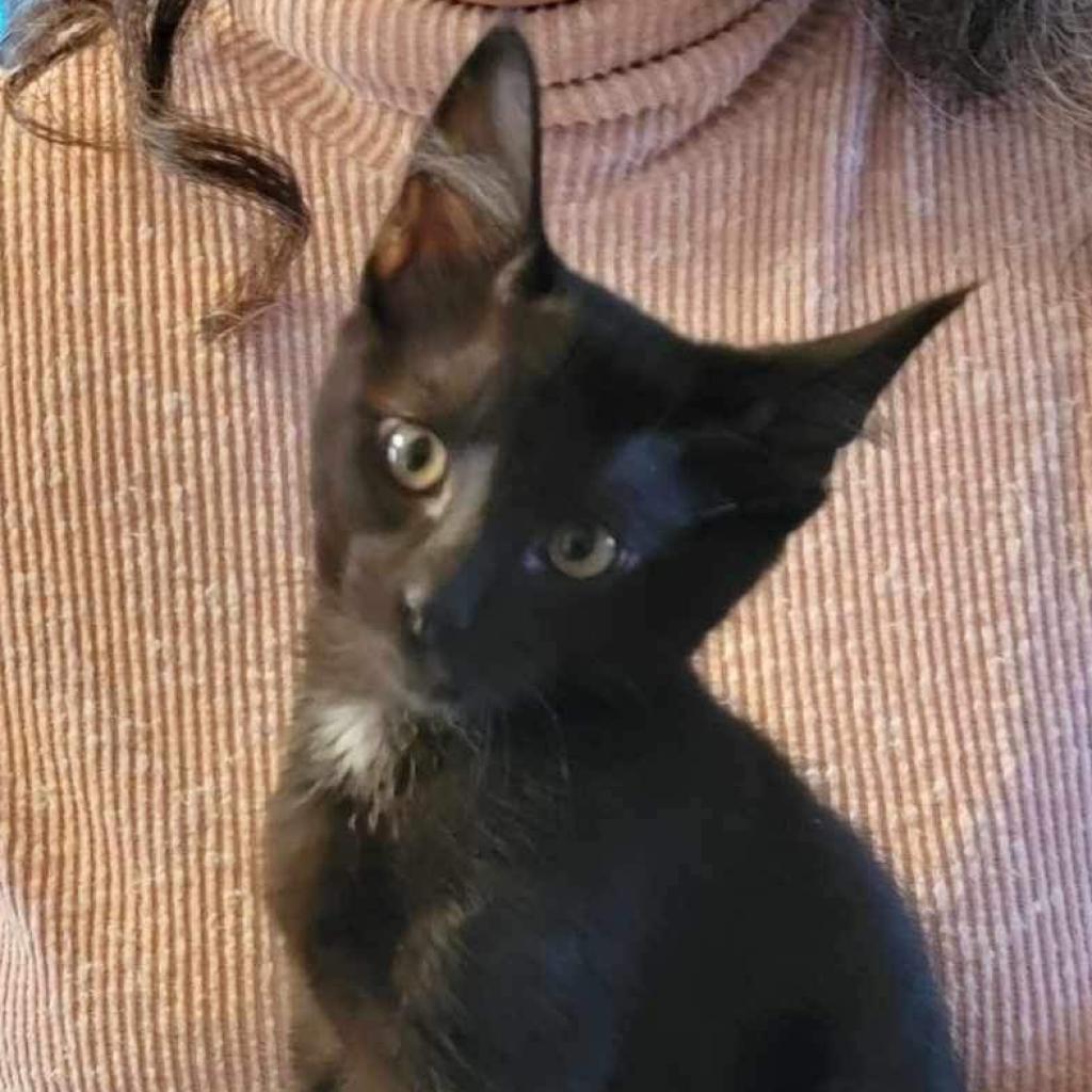 Kenai - Domestic Short Hair