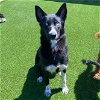 adoptable Dog in benton, AR named Olivia