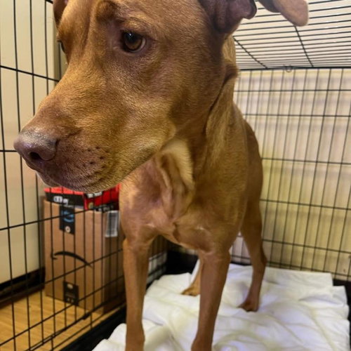 picture of the dog needing adoption