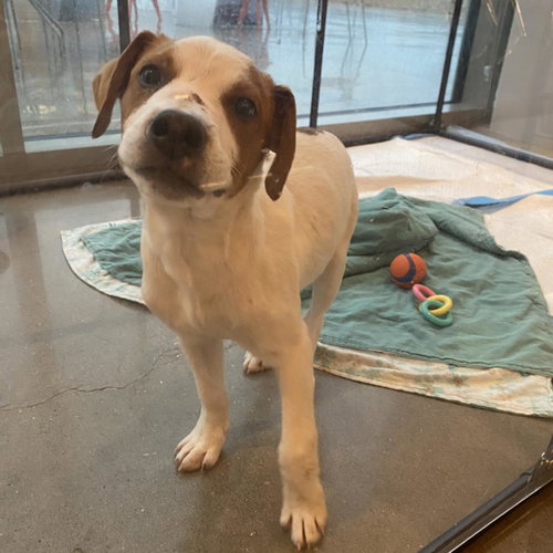 Button, an adoptable Terrier in Bentonville, AR