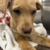 adoptable Dog in bentonville, IL named Ginger