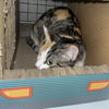 adoptable Cat in , AR named Skittles