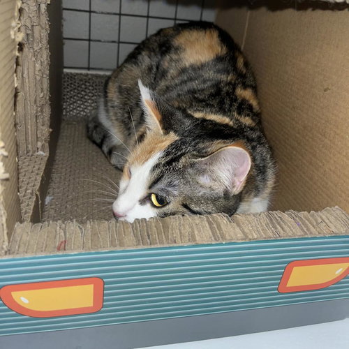 picture of the cat needing adoption