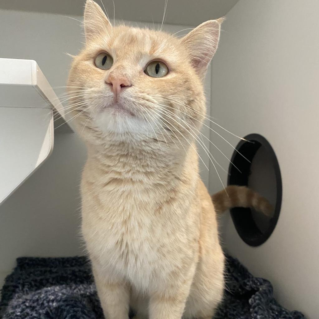 adoptable Cat in Bentonville, AR named Mike