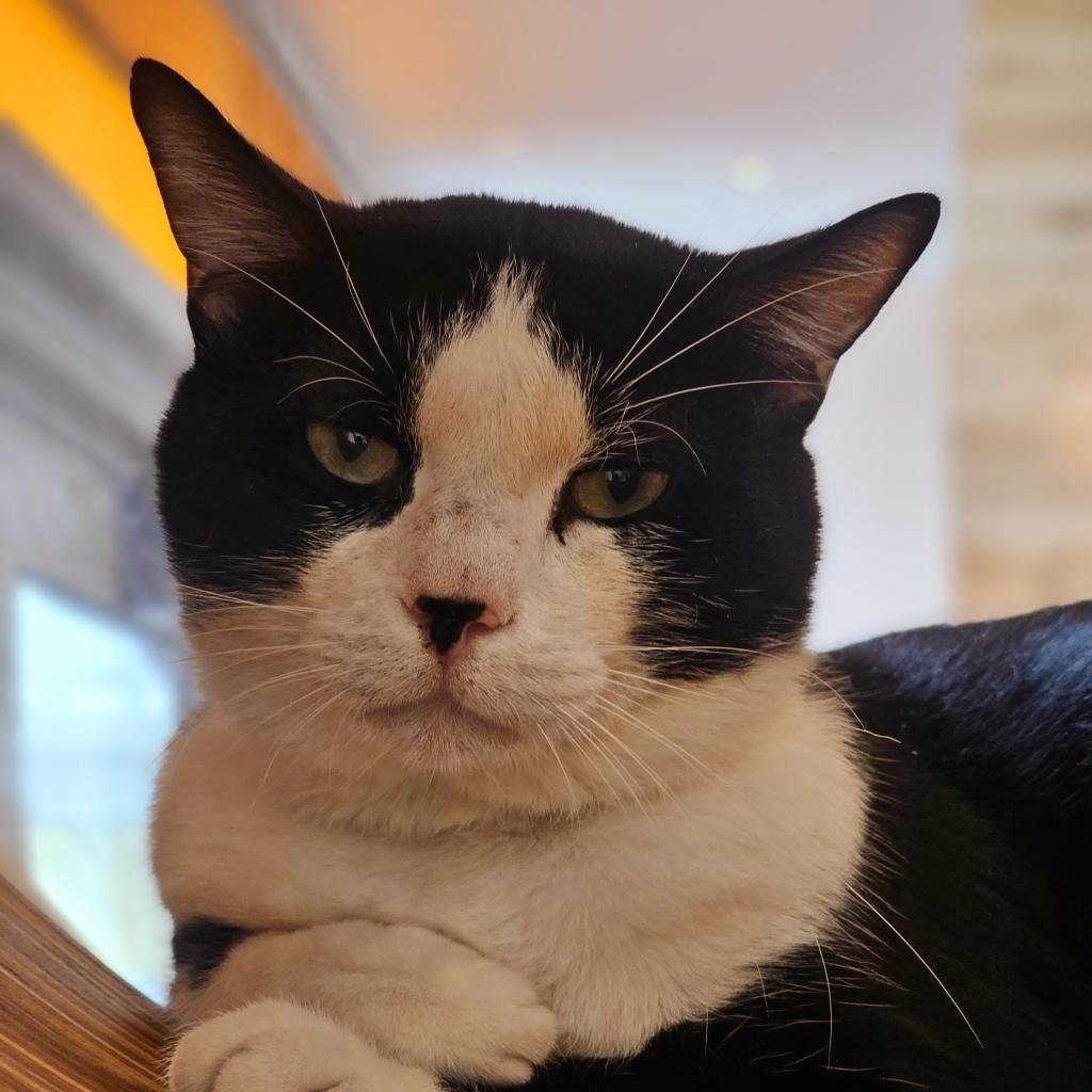 adoptable Cat in Bentonville, AR named Dallas