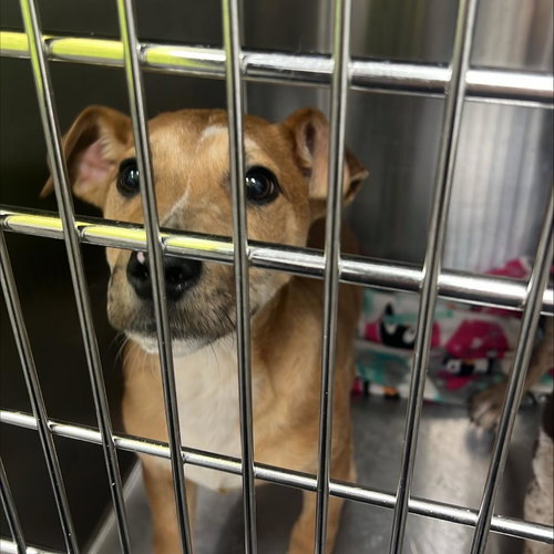 Homer, an adoptable Terrier in Bentonville, AR
