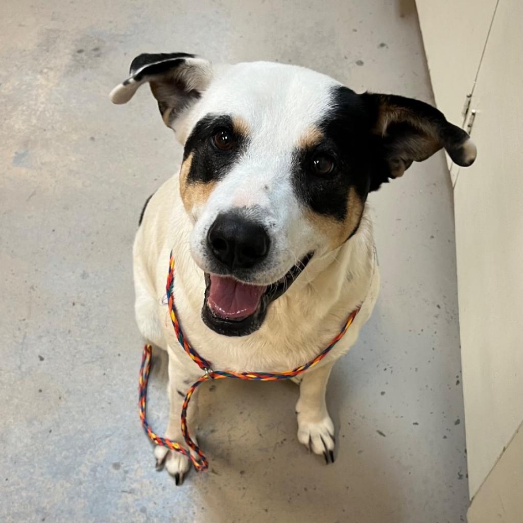 adoptable Dog in Bentonville, AR named Molly