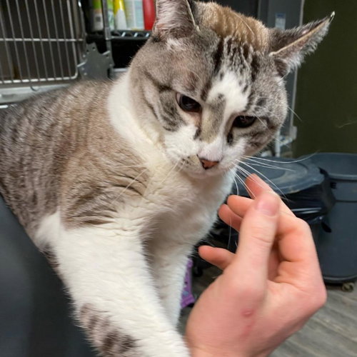 picture of the cat needing adoption