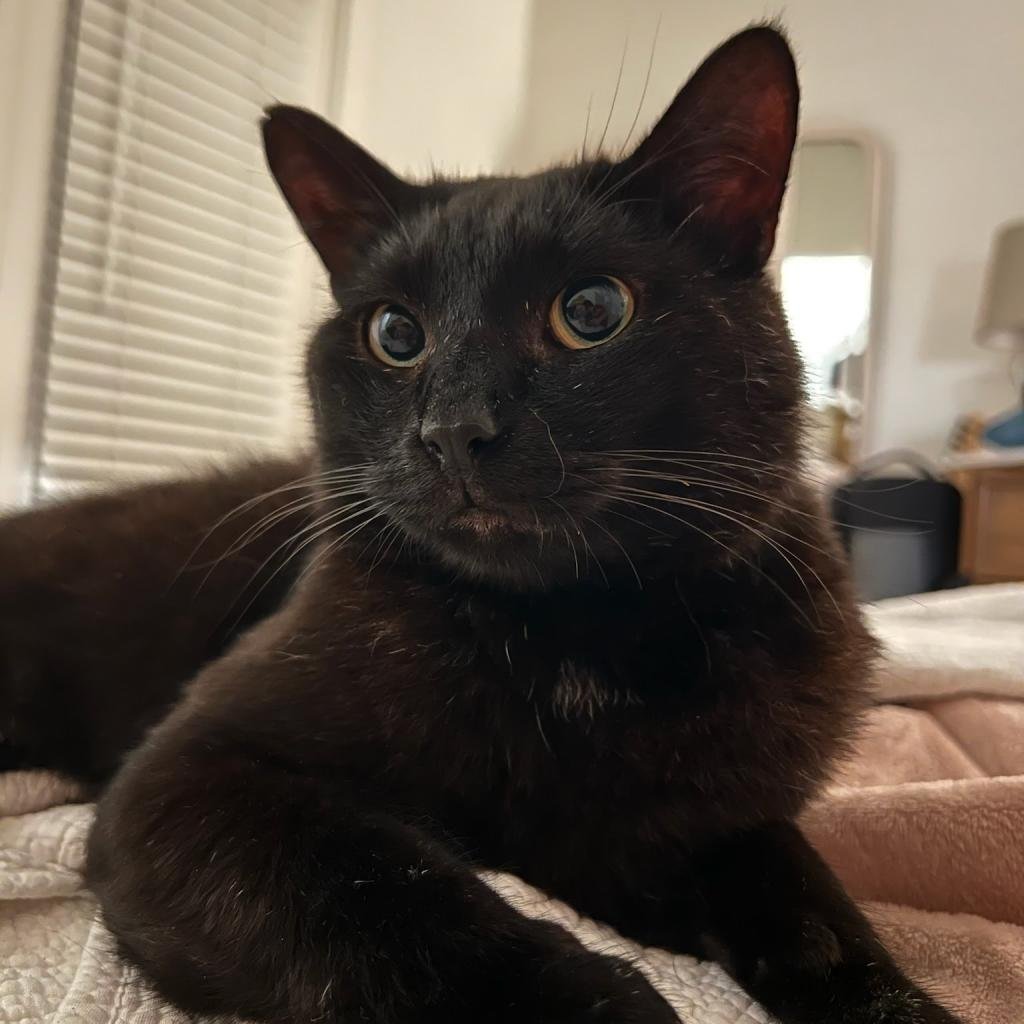adoptable Cat in Bentonville, AR named Puffy