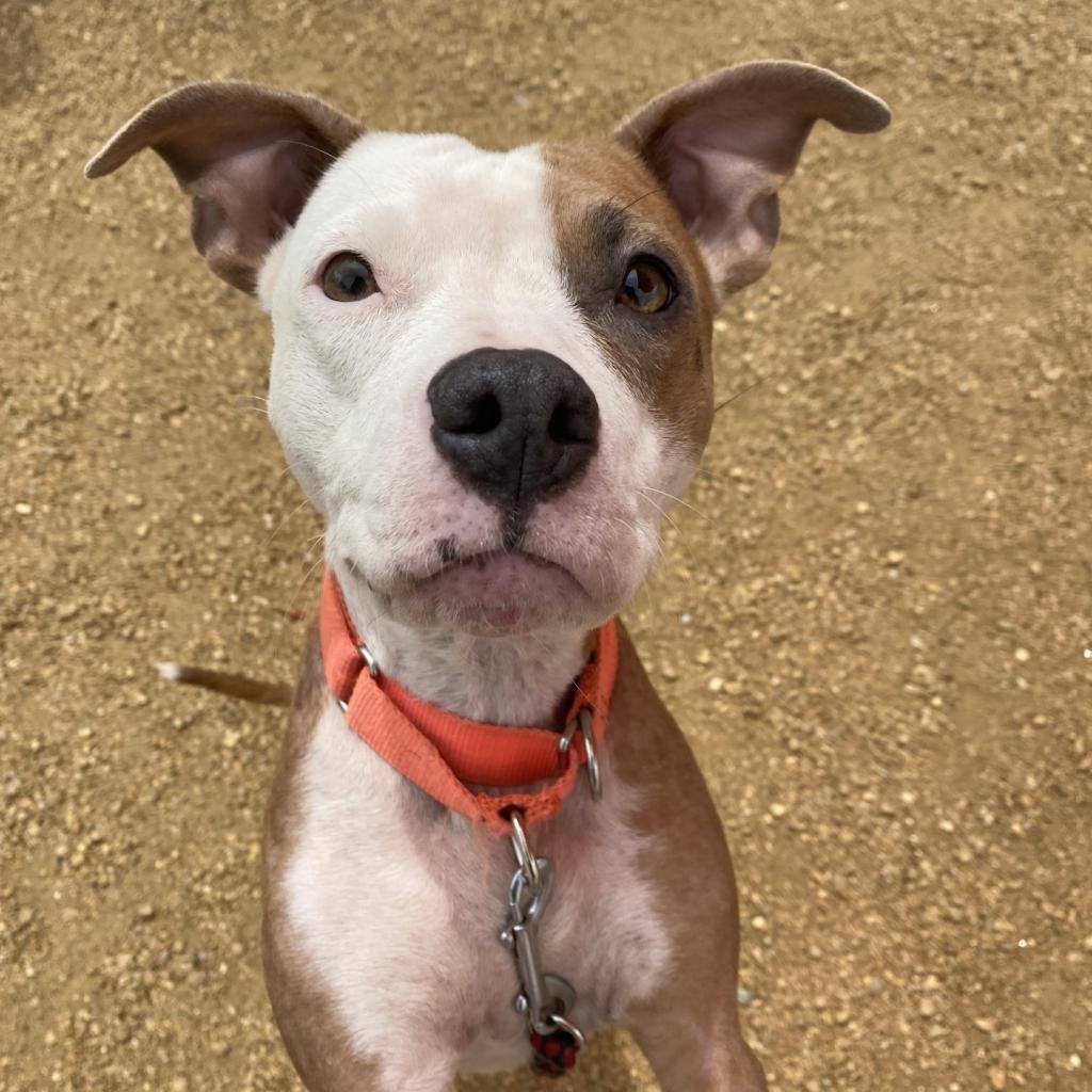 adoptable Dog in Bentonville, AR named Coral