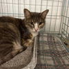 adoptable Cat in , AR named Aphrodite