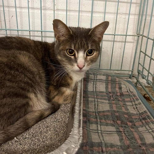 picture of the cat needing adoption