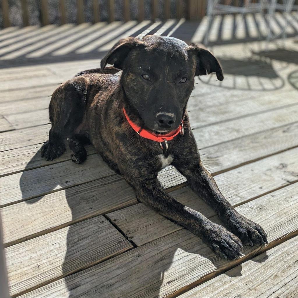 adoptable Dog in Bentonville, AR named Prince Charming
