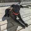 adoptable Dog in benton, AR named Prince Charming