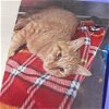 adoptable Cat in benton, AR named Luffy