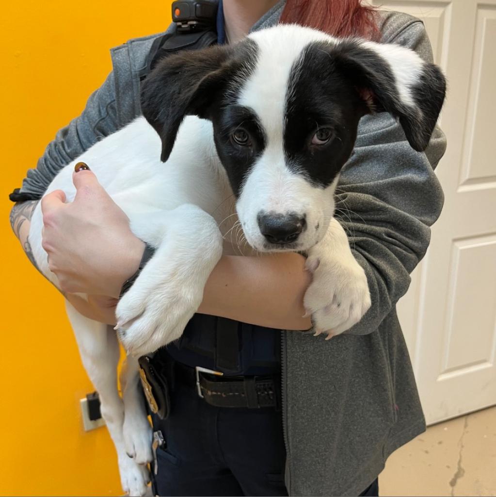 adoptable Dog in Bentonville, AR named Plum