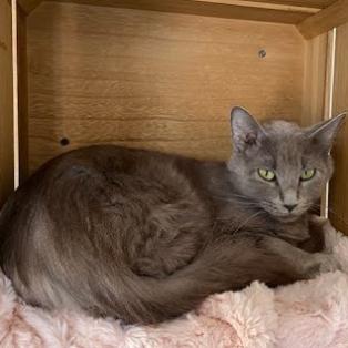 picture of the cat needing adoption