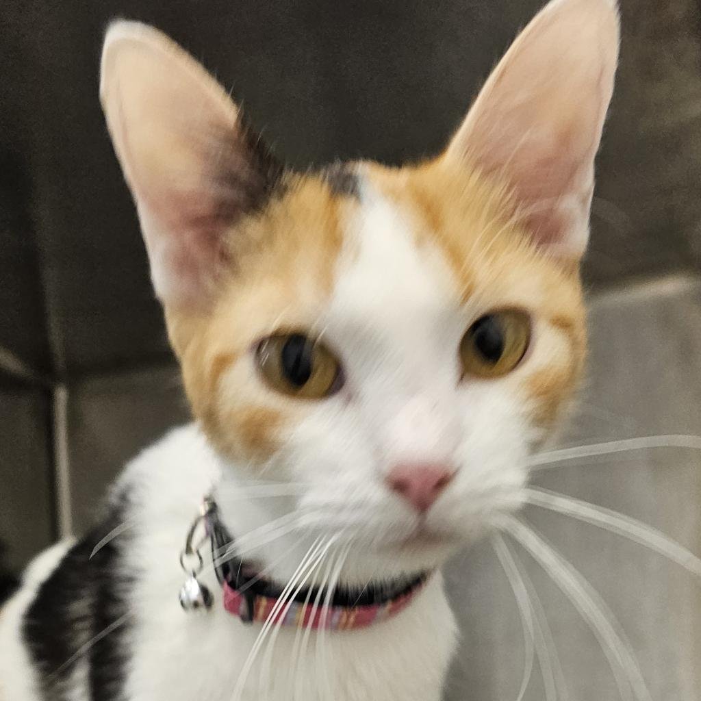 adoptable Cat in Bentonville, AR named Krispie