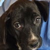 adoptable Dog in , AR named Lottie