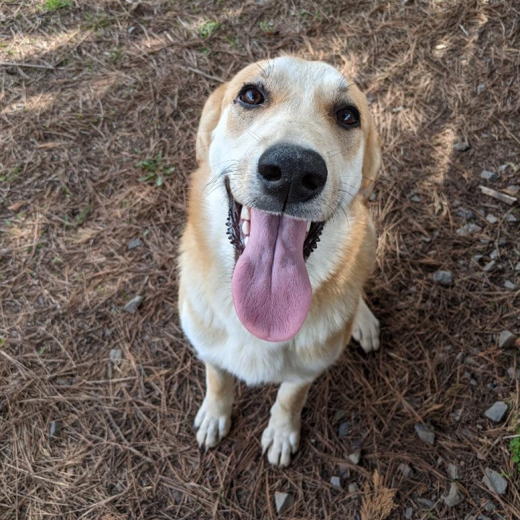 adoptable Dog in Bentonville, AR named Geena