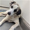 adoptable Dog in  named Giselle